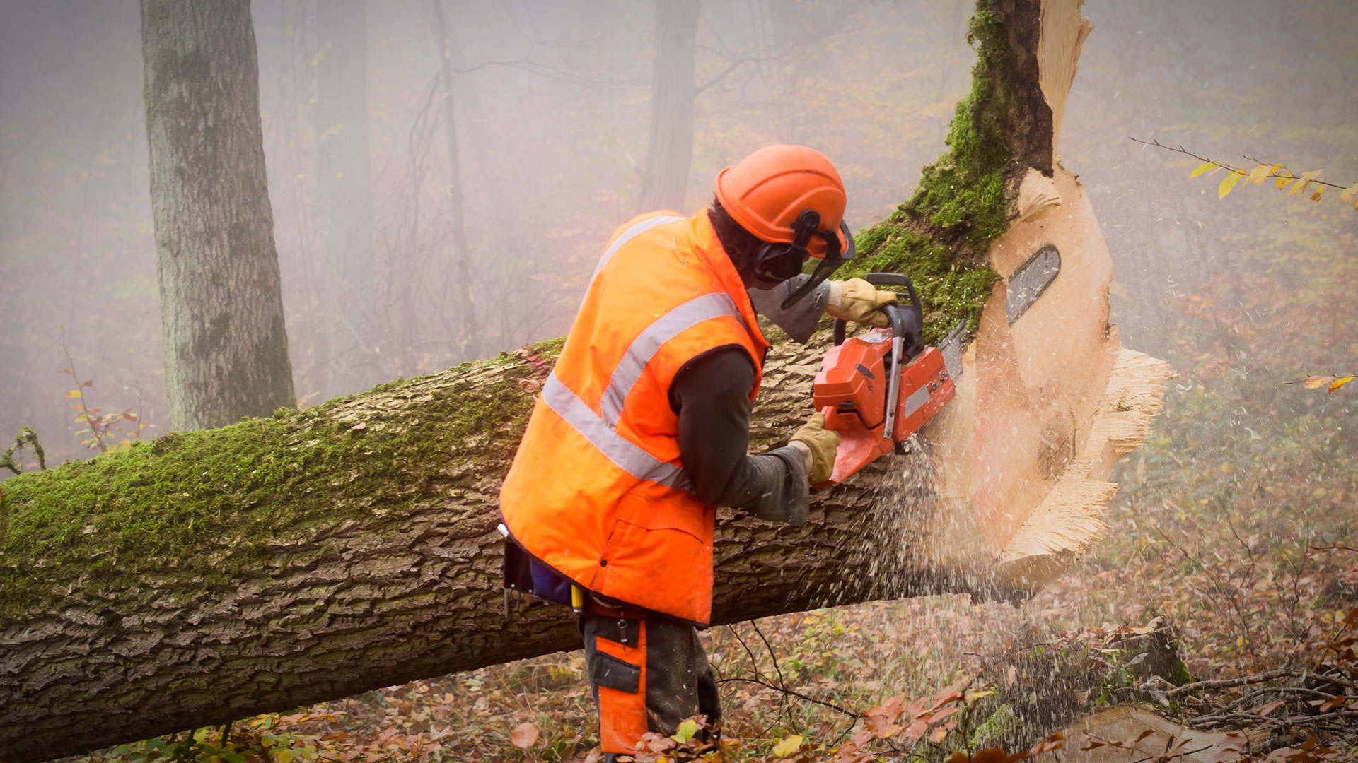 Пилящие деревья работники. Самая опасная профессия лесоруб. Лесорубы в лесу. Лесозаготовитель профессия. Профессии вырубка деревьев.
